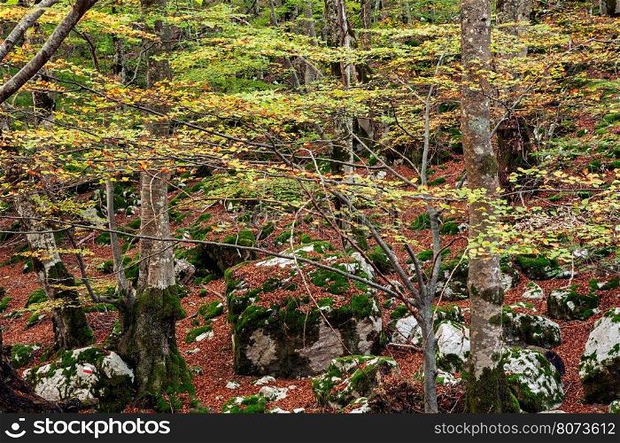 Colors of autumn in the Abruzzo National Park, Italy