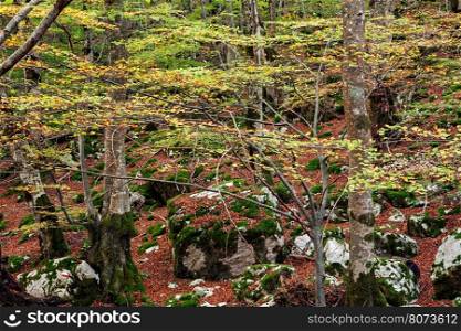Colors of autumn in the Abruzzo National Park, Italy