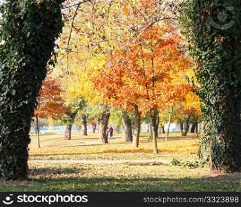 Colors of autumn, red and yellow foliage on trees