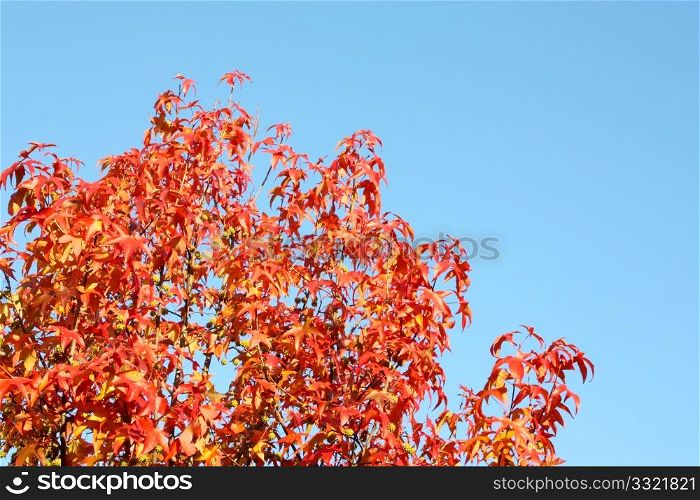 Colors of autumn, red foliage on blue sky