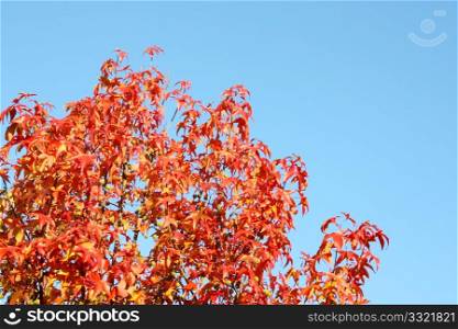Colors of autumn, red foliage on blue sky
