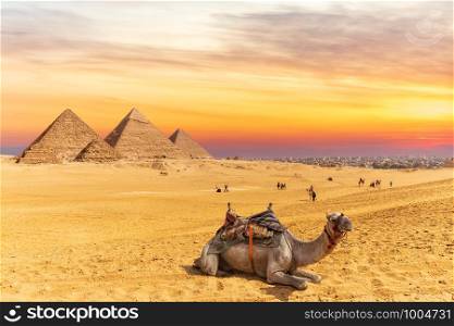 Colors of sunset near the Pyramids of Giza and a camel, Egypt.. Colors of sunset near the Pyramids of Giza and a camel, Egypt