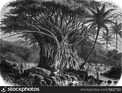 Colossal fig tree in the Anna-Maria Bay in Nuka Hiva, Oceania, vintage engraved illustration. Magasin Pittoresque 1869.