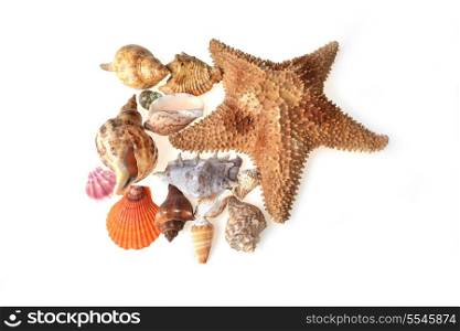 colour beautiful sea cockleshells and starfish