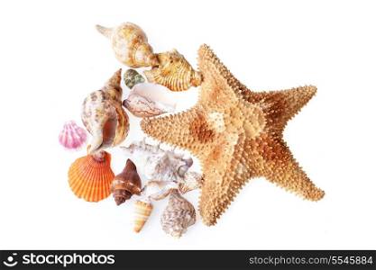 colour beautiful sea cockleshells and starfish