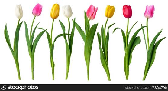 colour tulips isolated on white background.