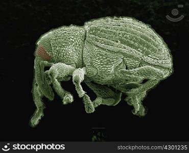 Coloured SEM of small weevil (Curculionidae)