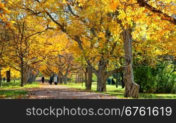 Colourful alley in the autumn park