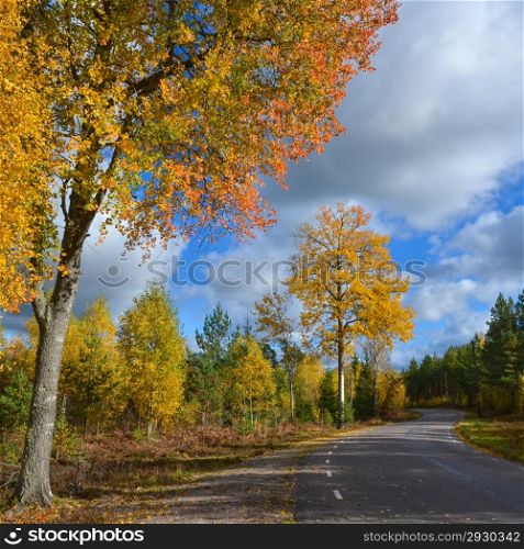 Colourful aspens at roadside by a Swedish country road.