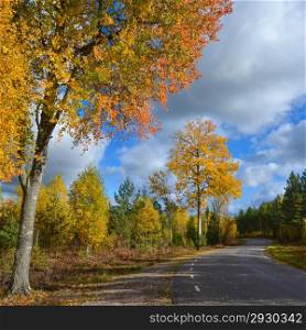 Colourful aspens at roadside by a Swedish country road.