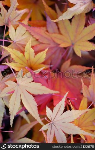 Colourful autumn flowers