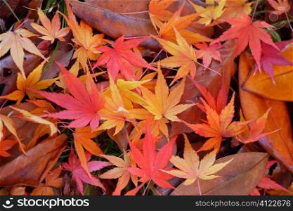 Colourful autumn leaves