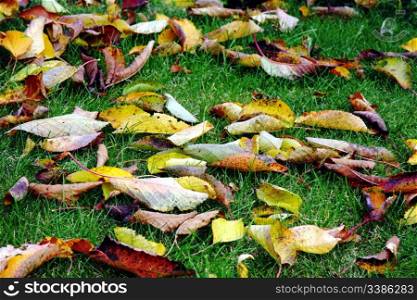 Colourful autumn leaves lying in the grass