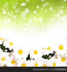 Colourful background with white and yellow camomiles