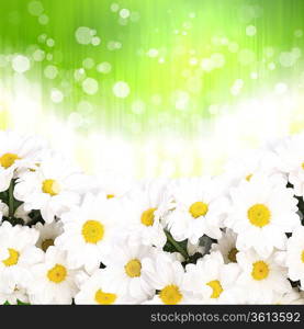 Colourful background with white and yellow camomiles