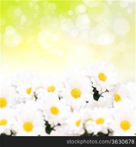 Colourful background with white and yellow camomiles