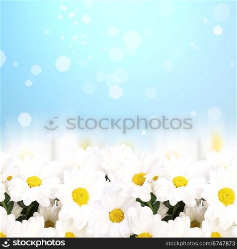 Colourful background with white and yellow camomiles