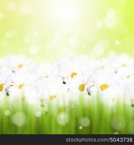 Colourful background with white and yellow camomiles. fBxsnBjuWjODQpJaxeqiGT+t0weeNGPxgqqf5hgHrB2e5/H016L+p2xEqLbJ1rrYrcZFYyCiH/LE2y1xzKI67o7oEI2YG61x4TBYYvRAZJjt1FRs6cx4t3cBWduVU5KYUgMrlBGCd2dSUmW4avkZE66lJ9AemxEZCqHqzrEBri3Mjls+VEWOtyVaCKmzawzGCOJ2sdyi4jiURA/oB3s9qS+h60yZ+zKx