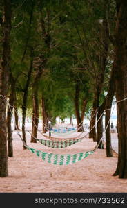 Colourful beach hammocks hanging on pine tree row on tropical summer beach