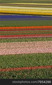 colourful field of tulips