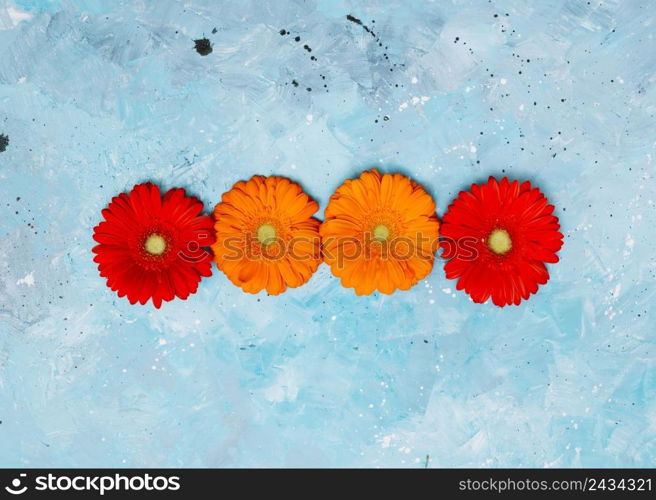 colourful gerbera flowers blue table