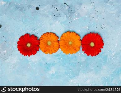 colourful gerbera flowers blue table