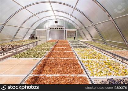 Colourful herbs in Solar dryer greenhouse for drying food and herbs ingredient or agriculture products by sunlight heat.