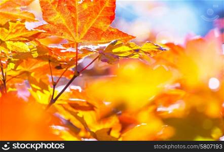 Colourful leaves in autumn season