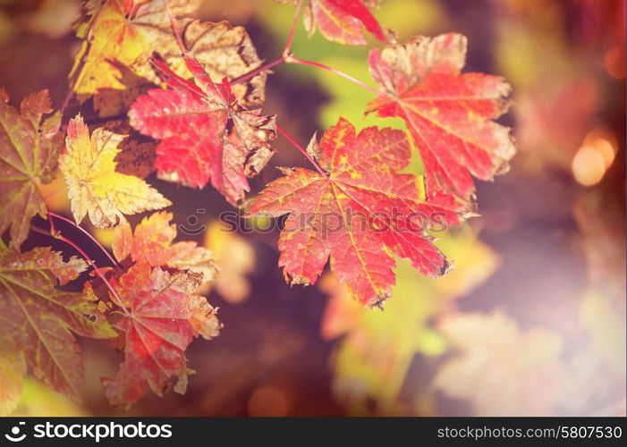 Colourful leaves in autumn season