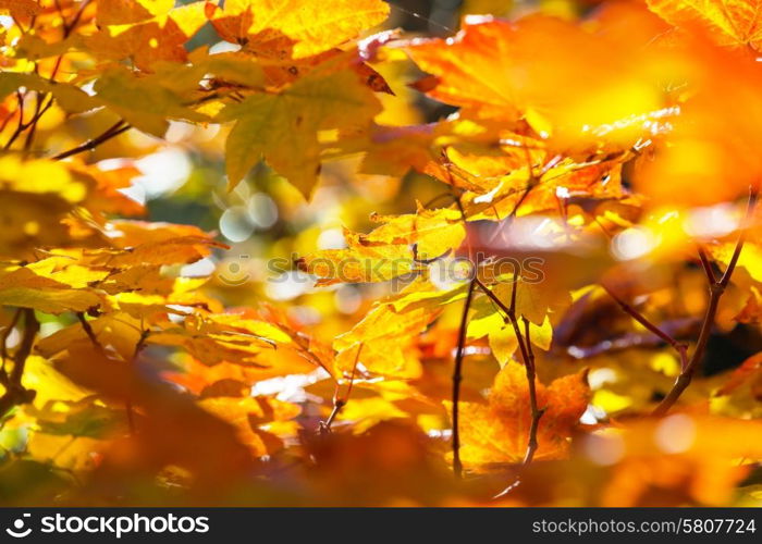 Colourful leaves in autumn season