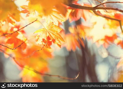 Colourful leaves in autumn season