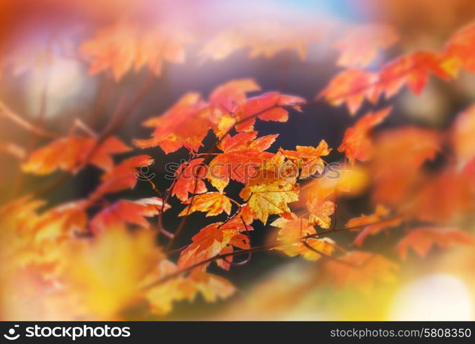 Colourful leaves in autumn season