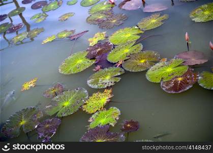 Colourful lily pad&rsquo;s on a pond