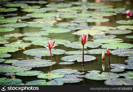 Colourful lily pad&rsquo;s on a pond