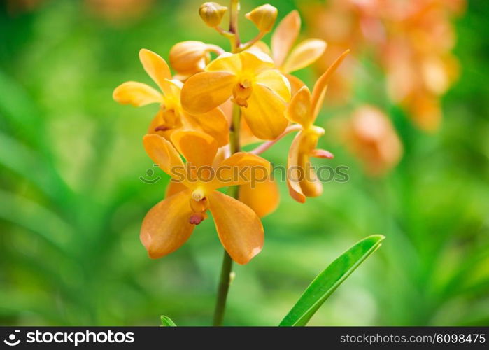 Colourful orchid flowers on bright summer day