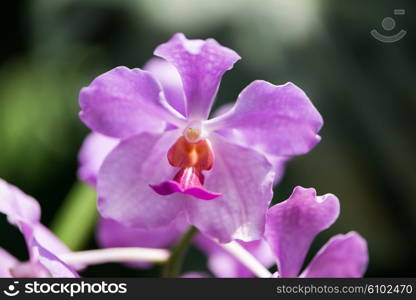 Colourful orchid flowers on bright summer day