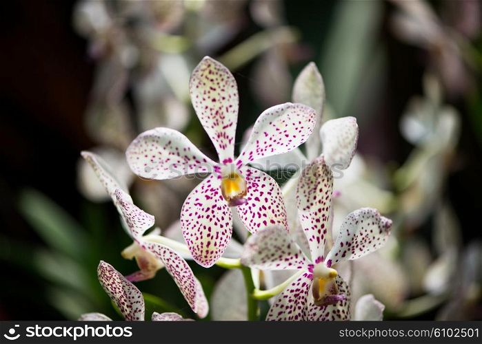 Colourful orchid flowers on bright summer day