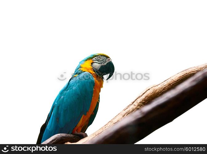 Colourful parrot bird sitting on the perch