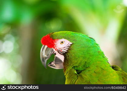 Colourful parrot bird sitting on the perch