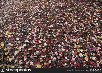 colourful pattern of maple leaves on the forest floor