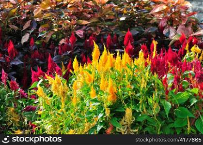 Colourful plants