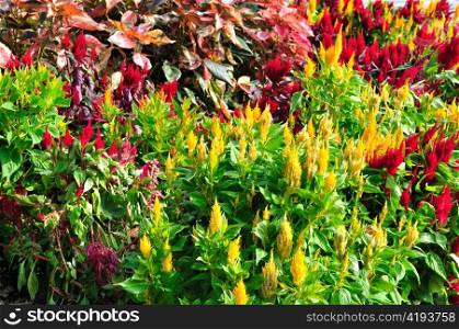 Colourful plants