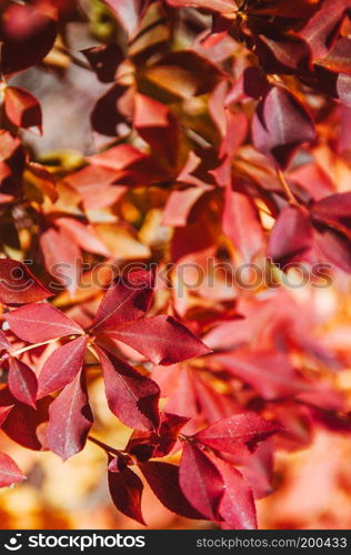 Colourful red autumn tree foliage close up, nature shot of Narita, Japan, Horizontal shot