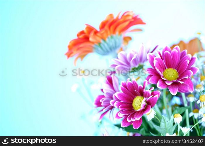 colourful summer flowers close up