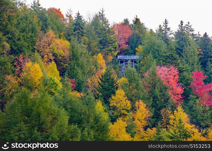 Colourful trees in the Fall