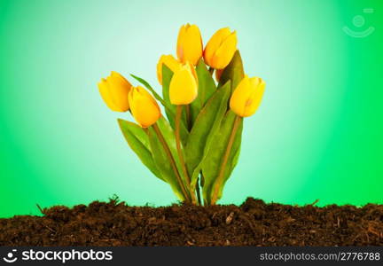 Colourful tulip flowers growing in the soil