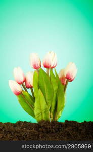 Colourful tulip flowers growing in the soil