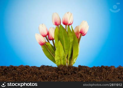 Colourful tulip flowers growing in the soil