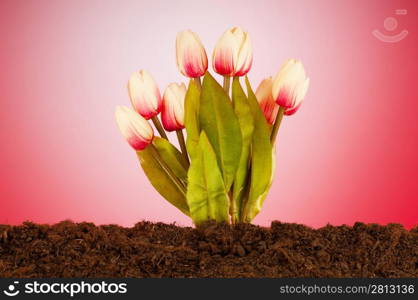 Colourful tulip flowers growing in the soil