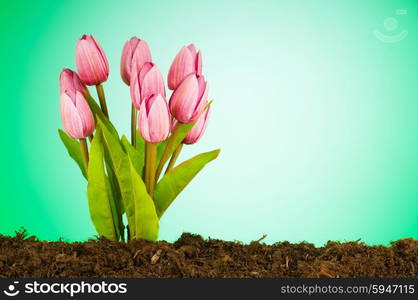 Colourful tulip flowers growing in the soil